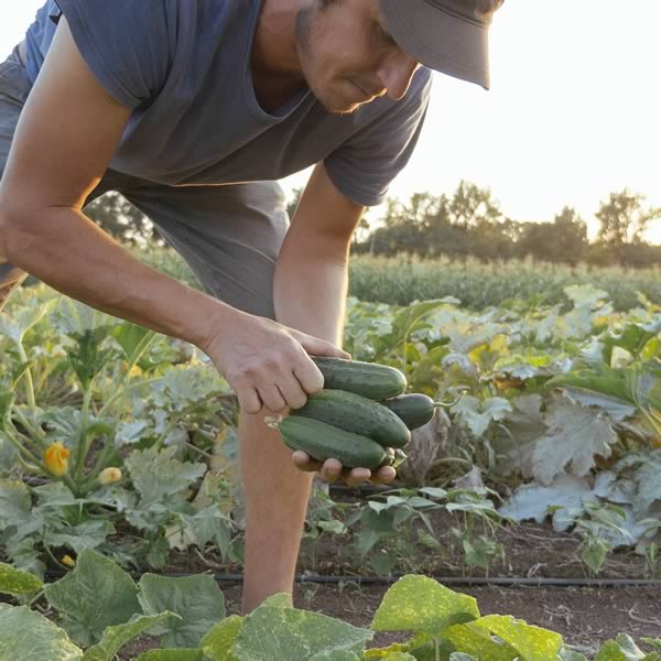 Cucumber picking