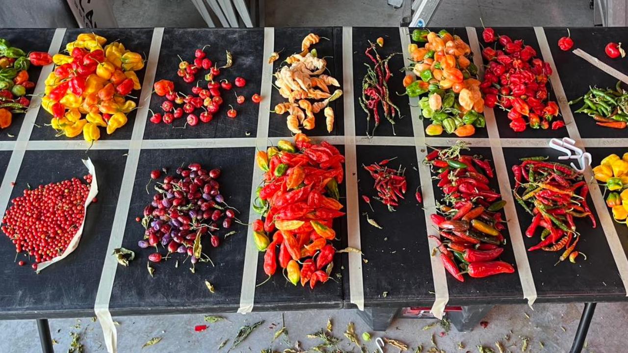 Different type of peppers