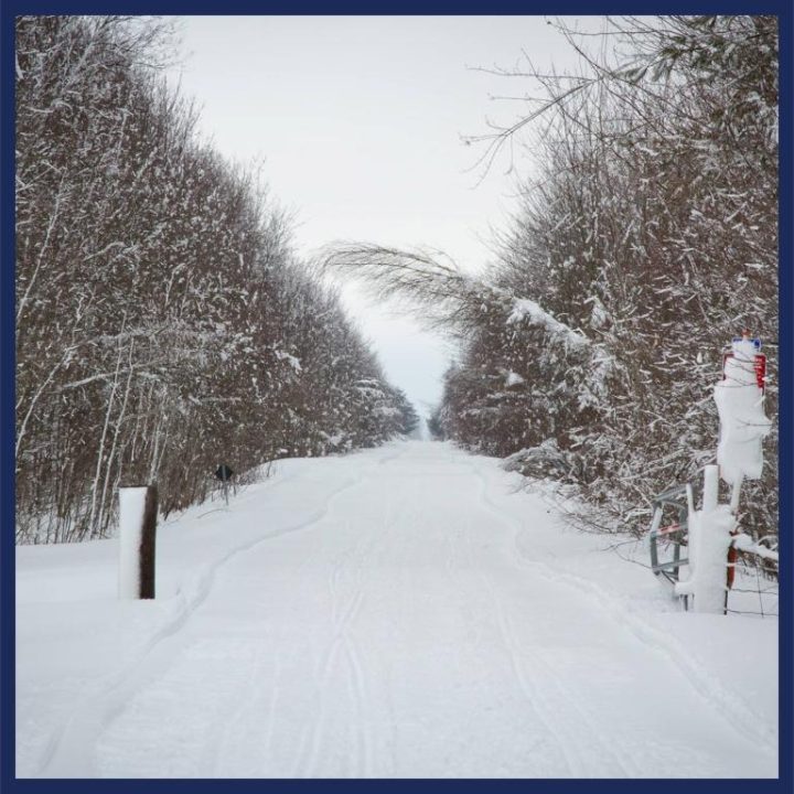 Forest road in winter