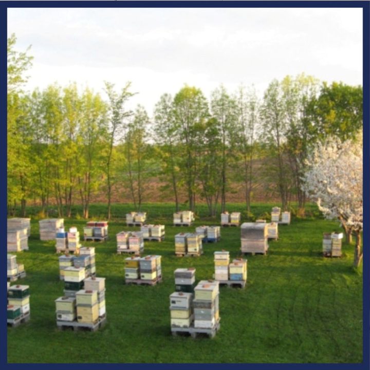 A small field of beehives