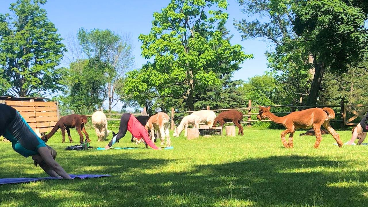 Yoga session with Alpacas
