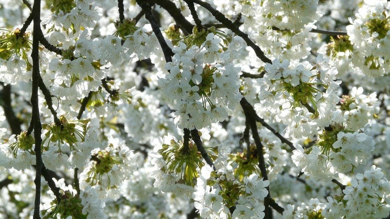 flowers on tree
