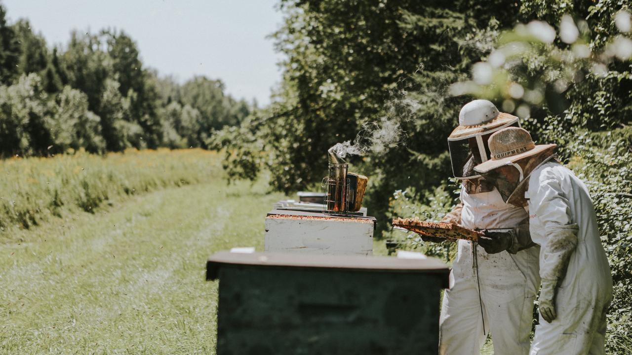 two people in full bee protection suits, next to a bee hive